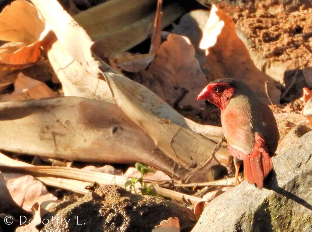 Crimson Finch (Neochmia phaeton)