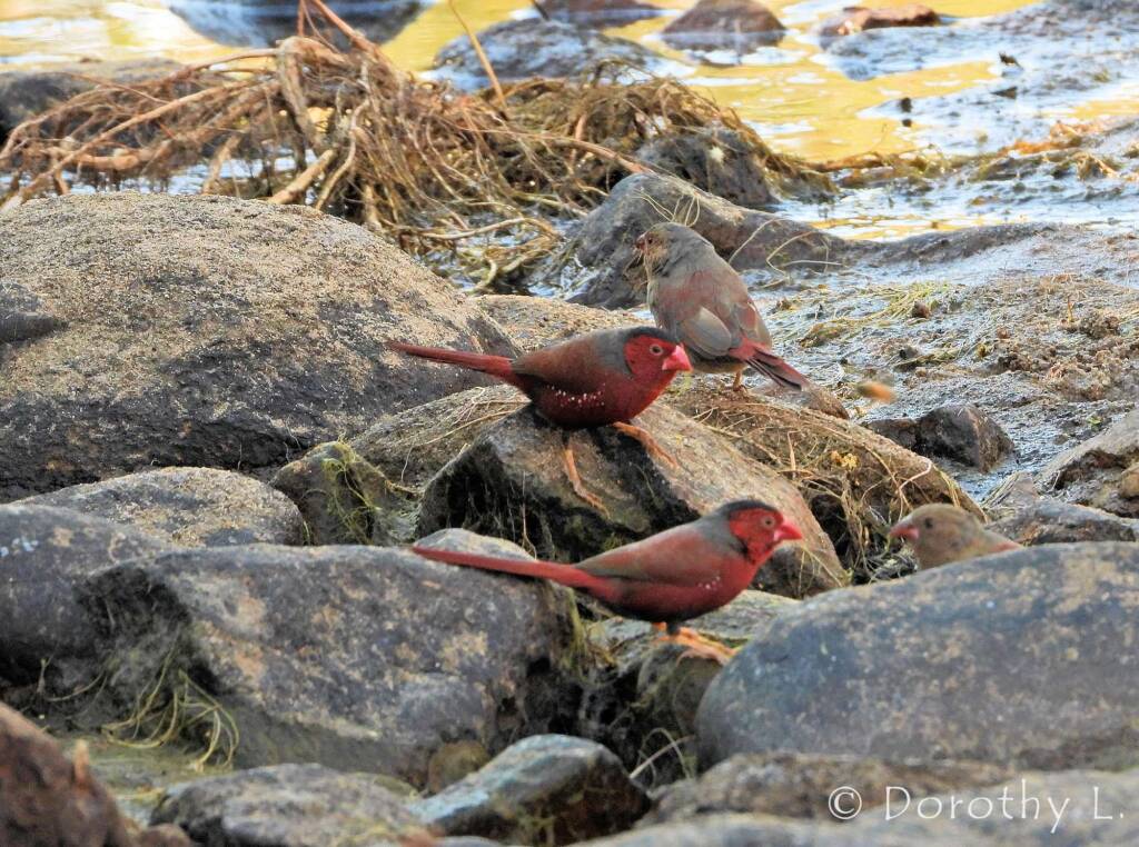 Crimson Finches (Neochmia phaeton)