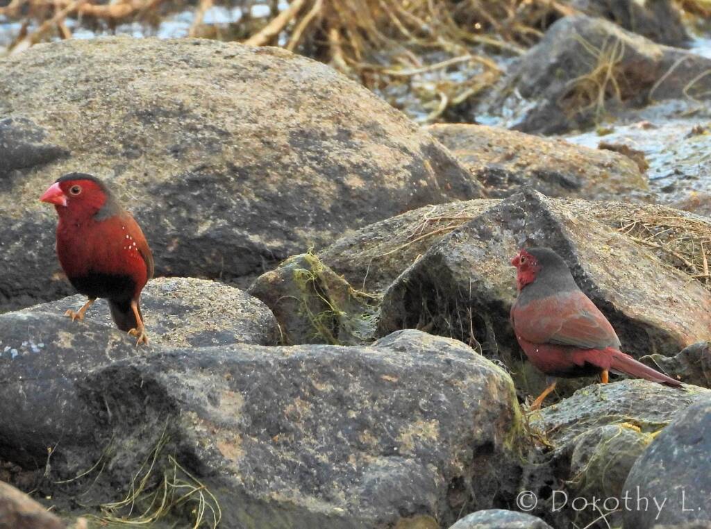 Crimson Finches (Neochmia phaeton)