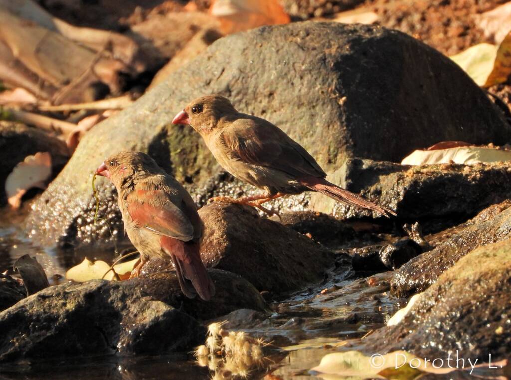 Crimson Finches (Neochmia phaeton)