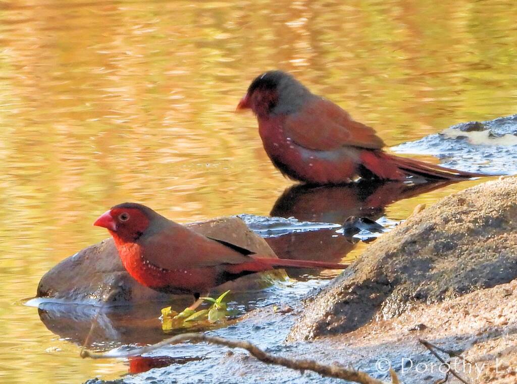 Crimson Finch (Neochmia phaeton)
