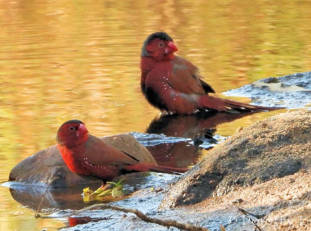 Crimson Finch (Neochmia phaeton)