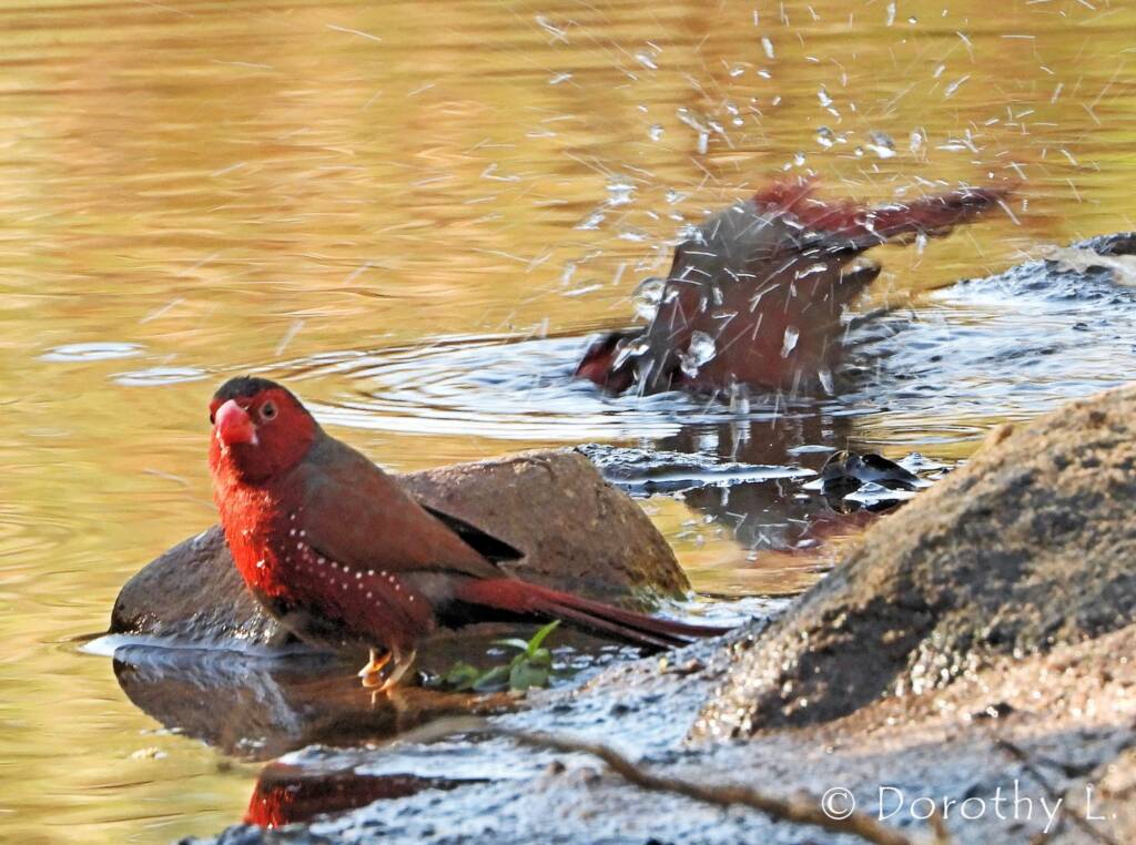 Crimson Finch (Neochmia phaeton)