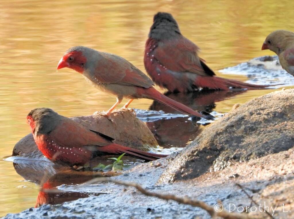 Crimson Finches (Neochmia phaeton)