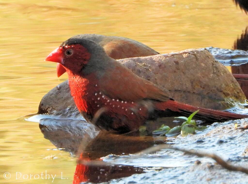 Crimson Finch (Neochmia phaeton)