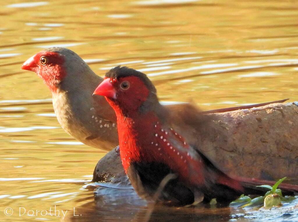 Crimson Finch (Neochmia phaeton)