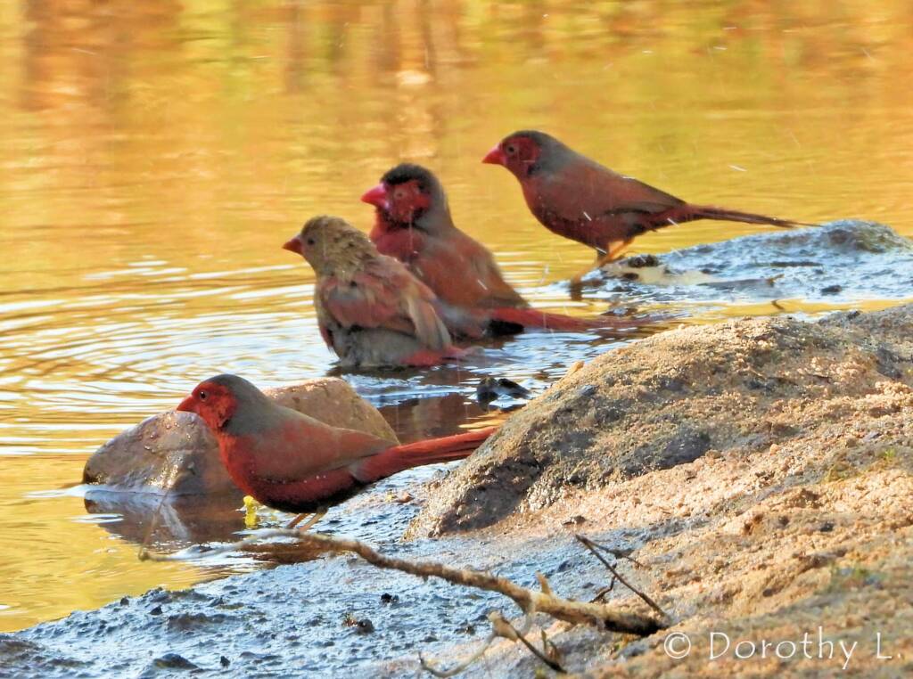 Crimson Finches (Neochmia phaeton)