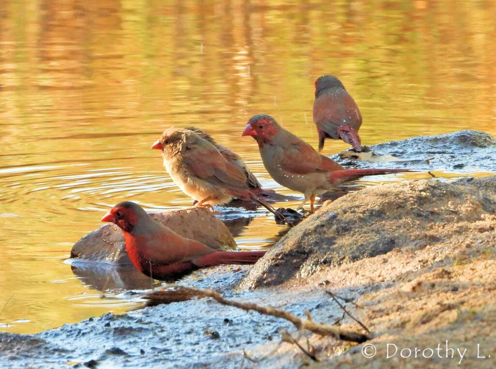 Crimson Finches (Neochmia phaeton)