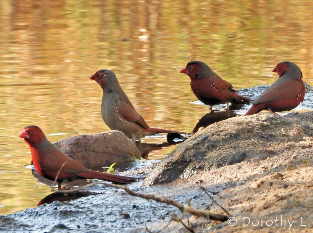 Crimson Finches (Neochmia phaeton)