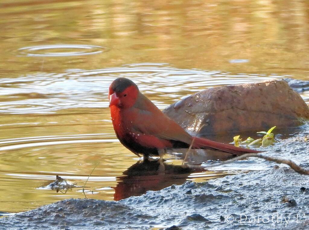 Crimson Finch (Neochmia phaeton)