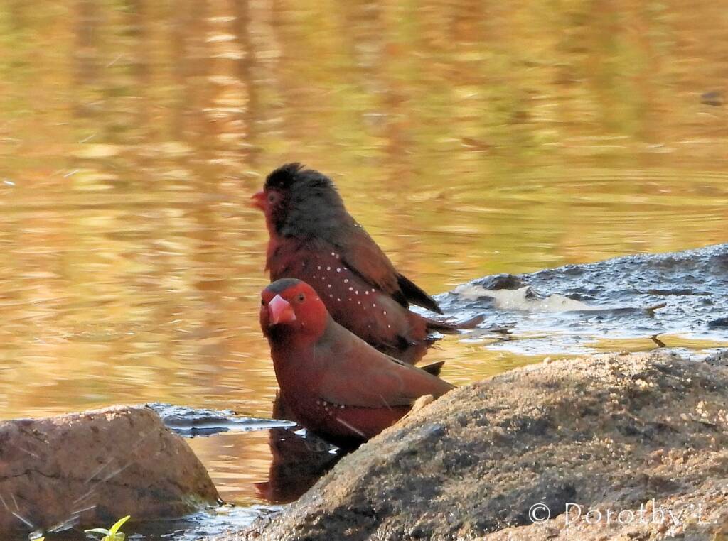 Crimson Finch (Neochmia phaeton)