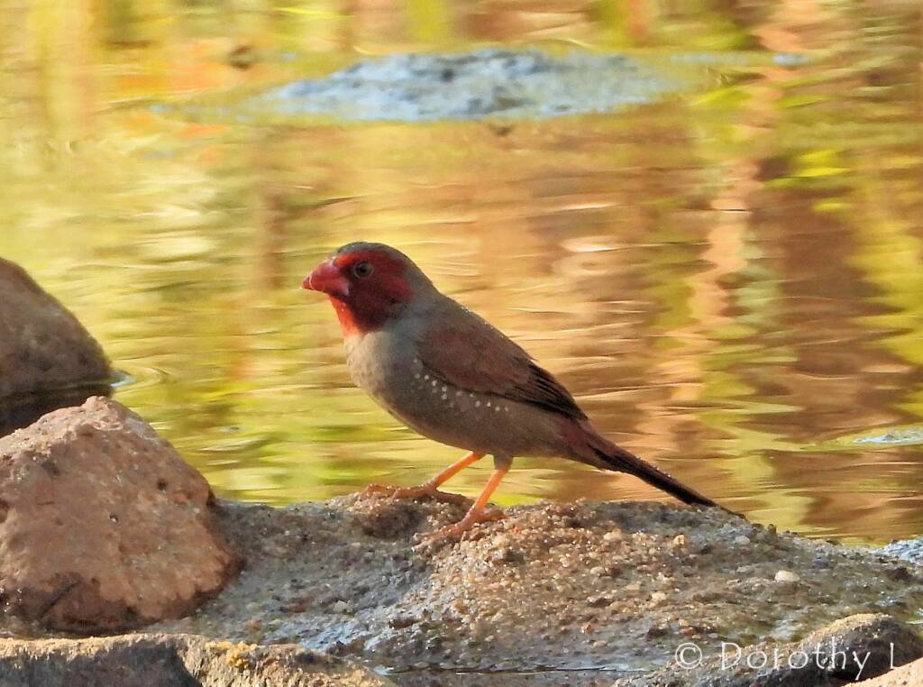 Crimson Finch (Neochmia phaeton)