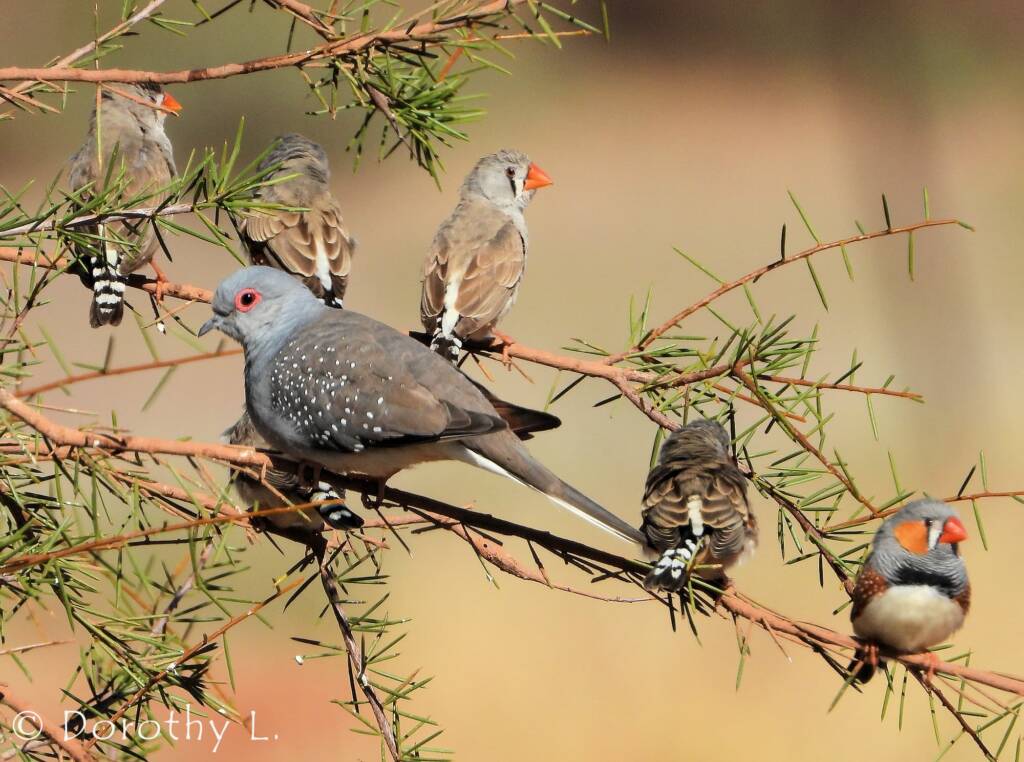 Diamond Dove (Geopelia cuneata) and Zebra Finch (Taeniopygia guttata)
