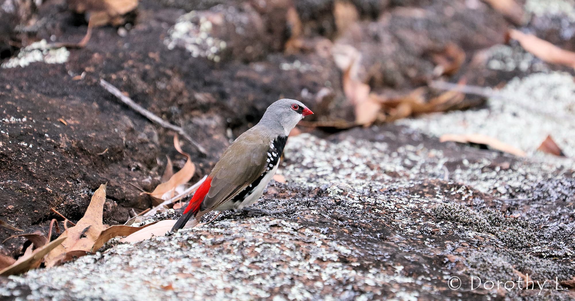 Diamond Firetail (Stagonopleura guttata)