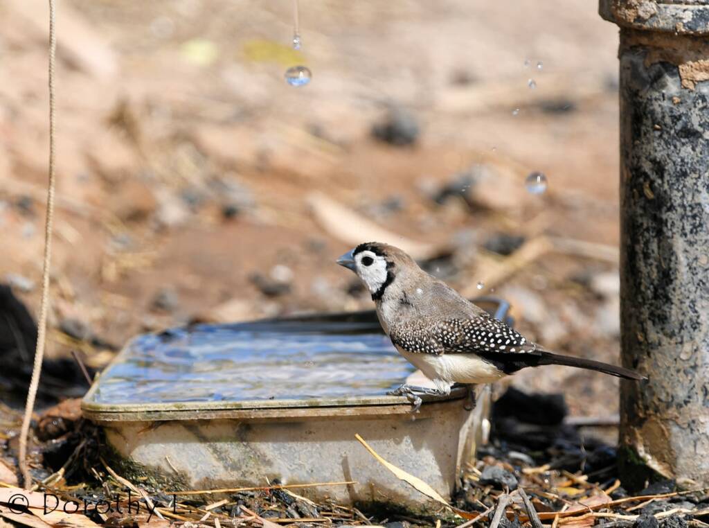 Double-barred Finch