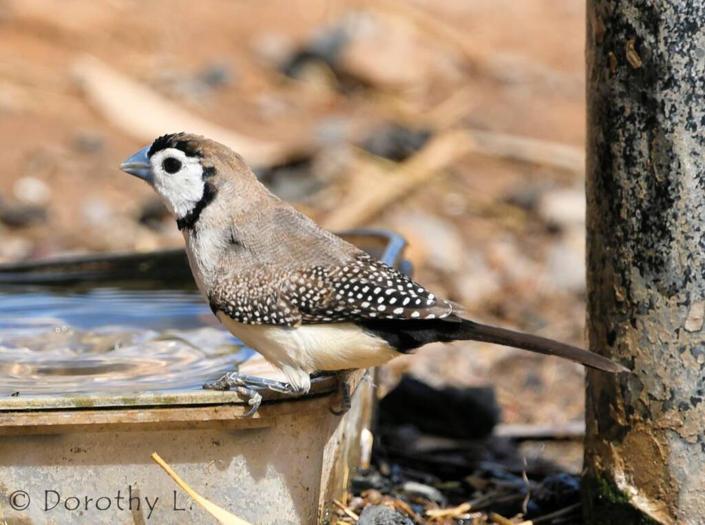 Double-barred Finch, south of Larrimah, NT
