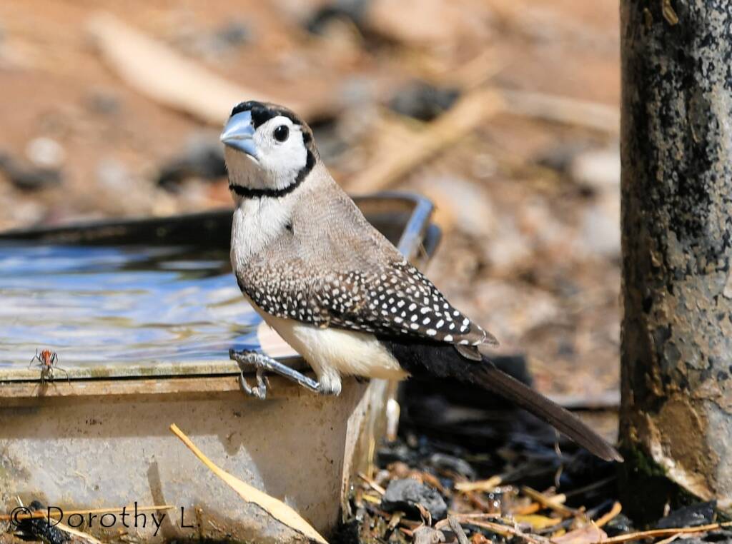 Double-barred Finch, south of Larrimah, NT