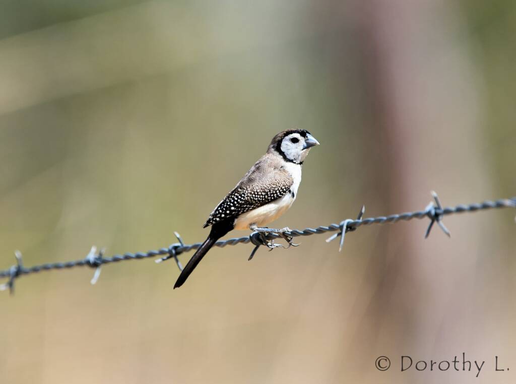 Double-barred Finch (Stizoptera bichenovii)