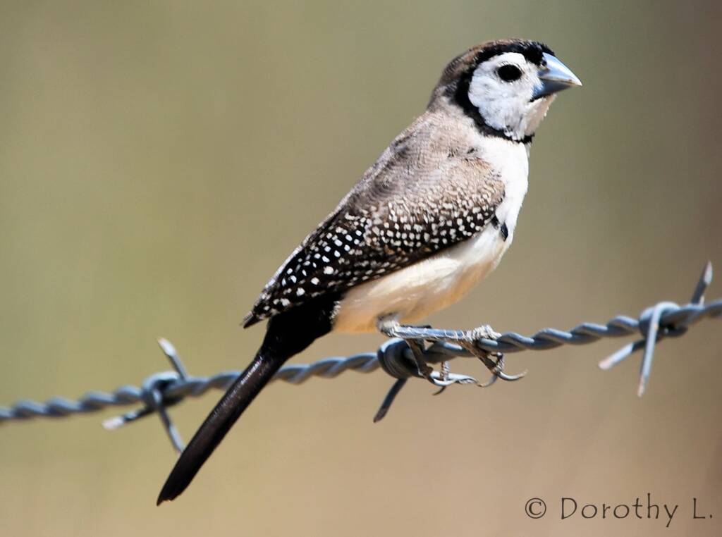 Double-barred Finch (Stizoptera bichenovii)