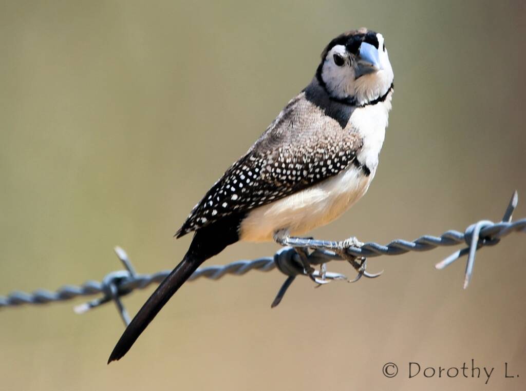 Double-barred Finch (Stizoptera bichenovii)