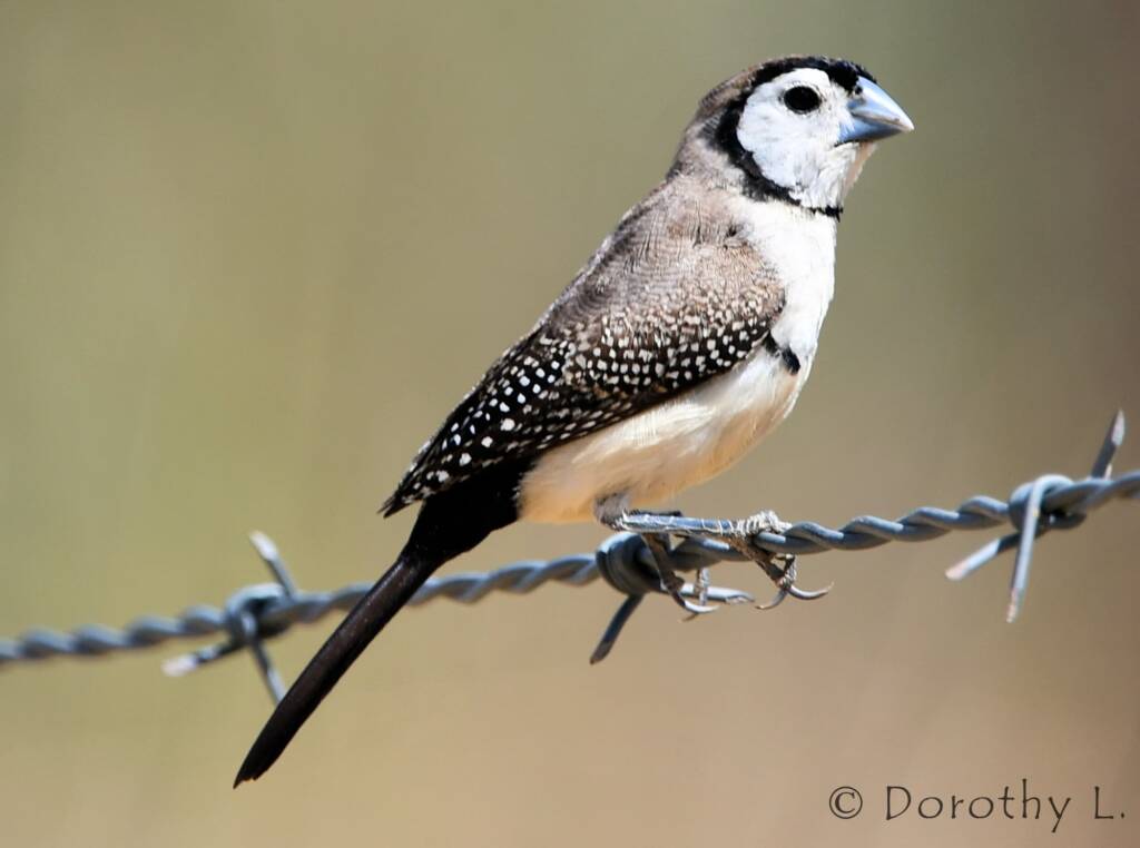 Double-barred Finch (Stizoptera bichenovii)