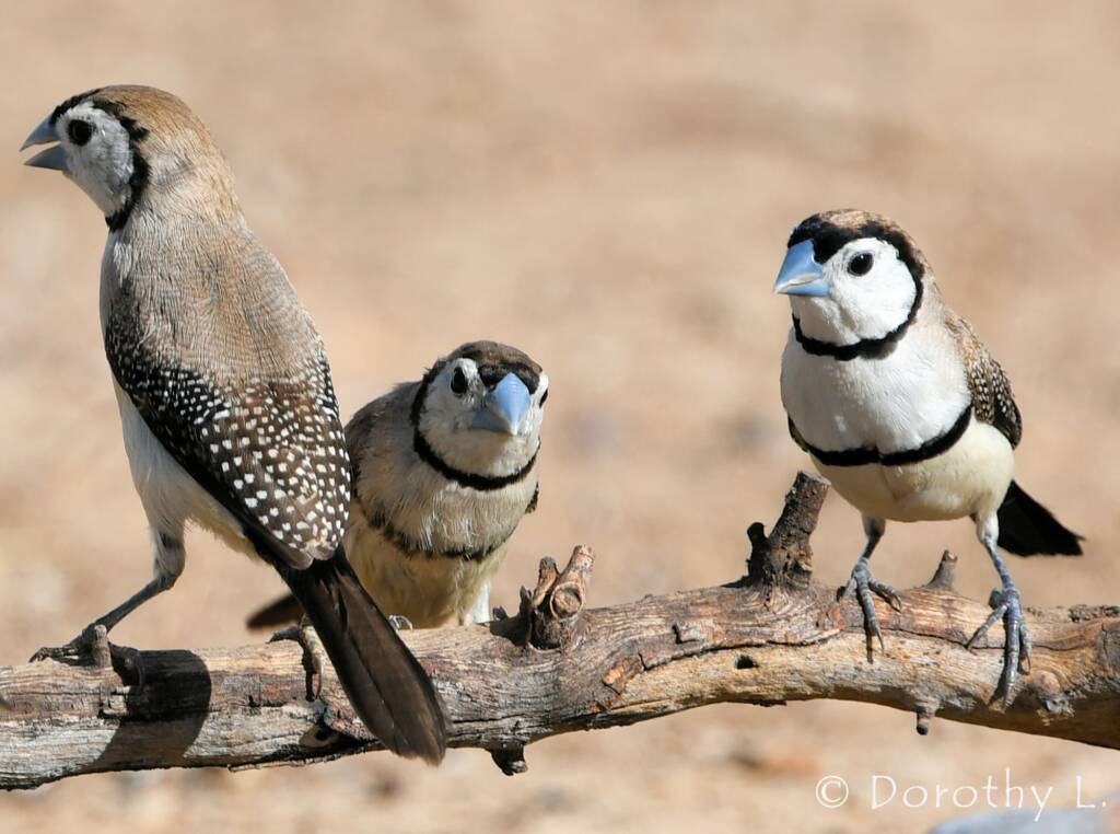 Double-barred Finch (Stizoptera bichenovii)