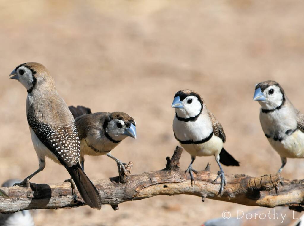 Double-barred Finch (Stizoptera bichenovii)