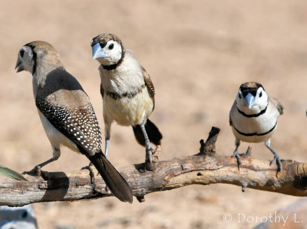 Double-barred Finch (Stizoptera bichenovii)