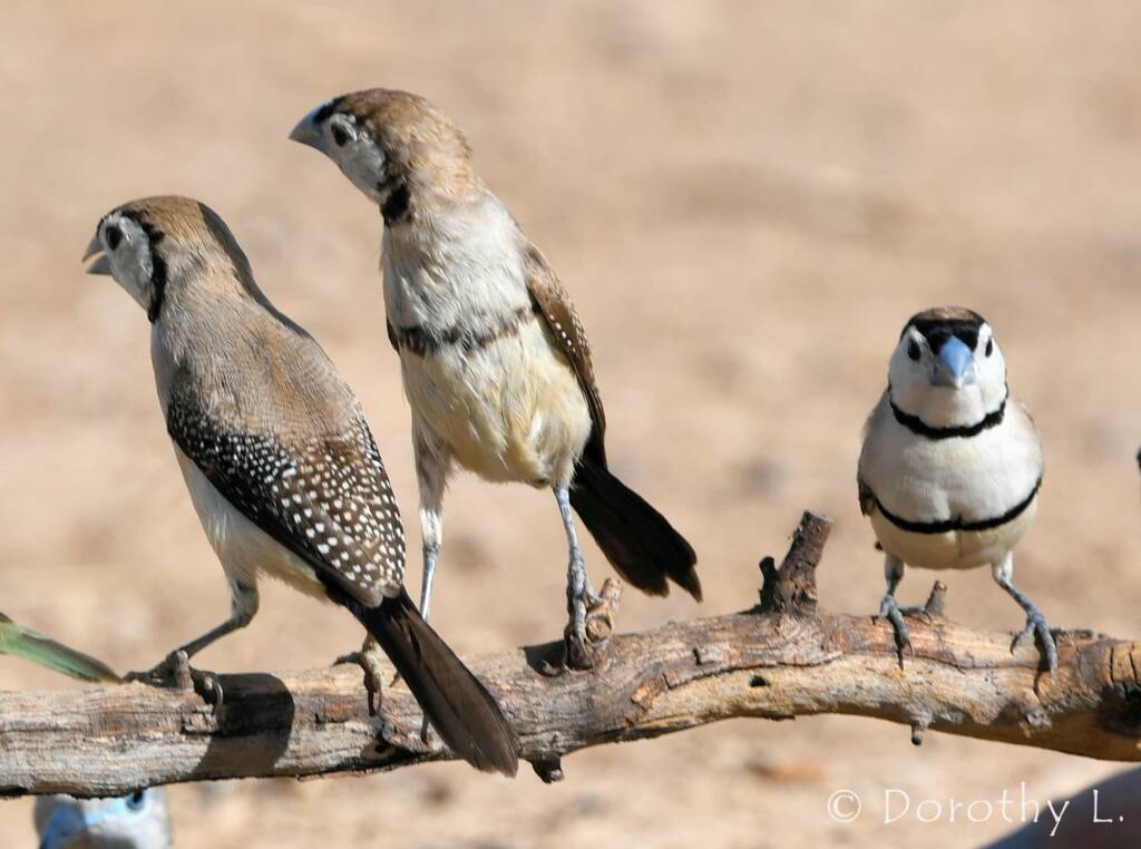 Double-barred Finch (Stizoptera bichenovii)