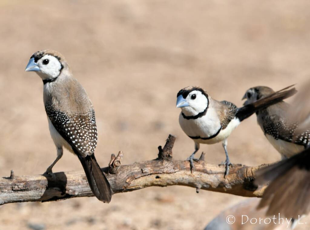 Double-barred Finch (Stizoptera bichenovii)