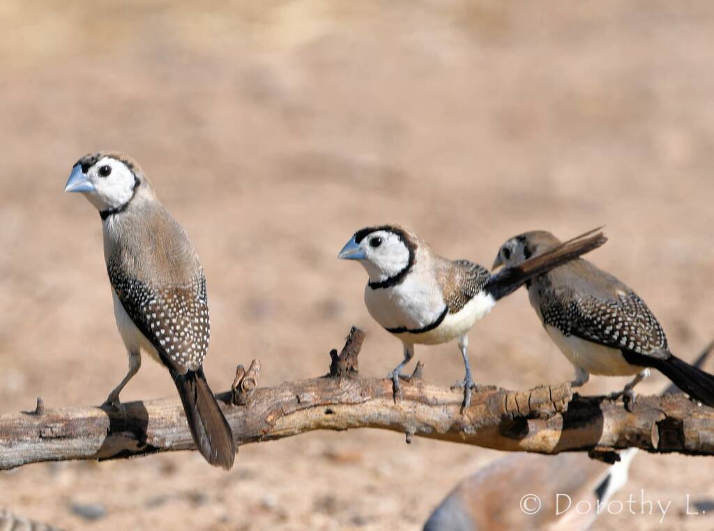 Double-barred Finch (Stizoptera bichenovii)