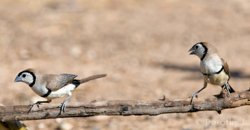 Double-barred Finch (Stizoptera bichenovii)