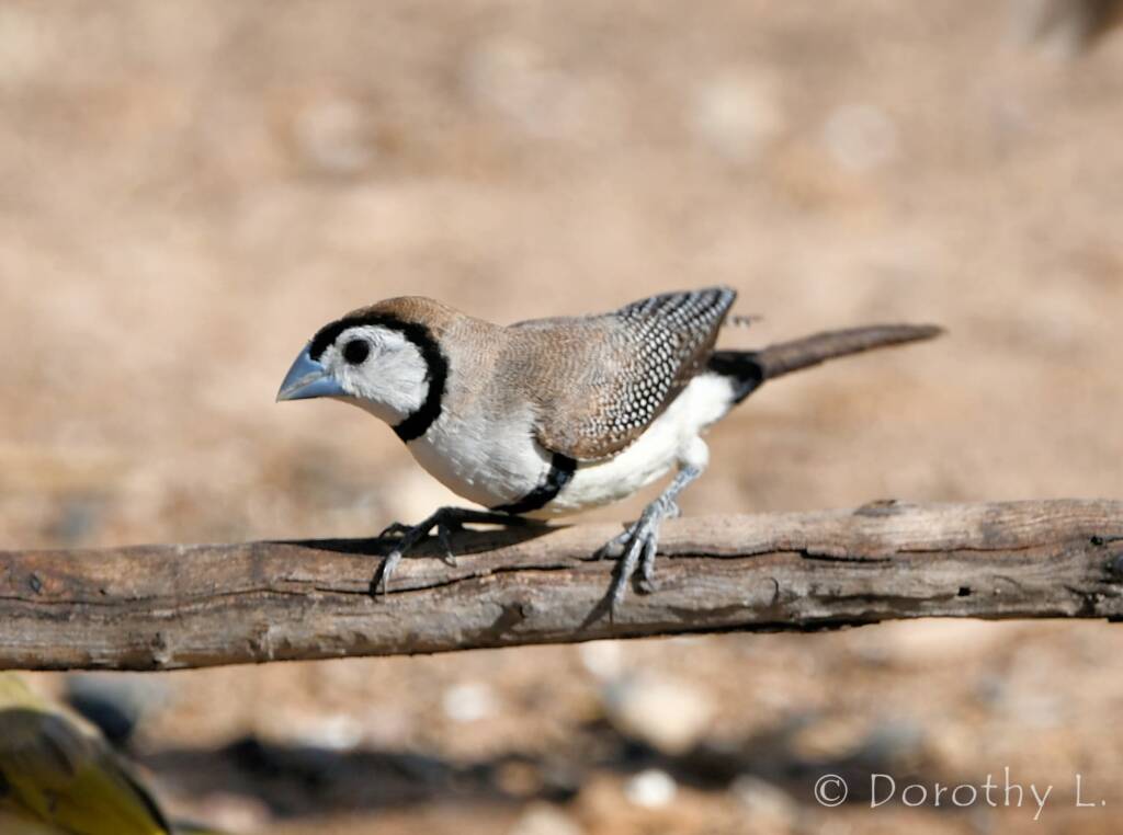 Double-barred Finch (Stizoptera bichenovii)