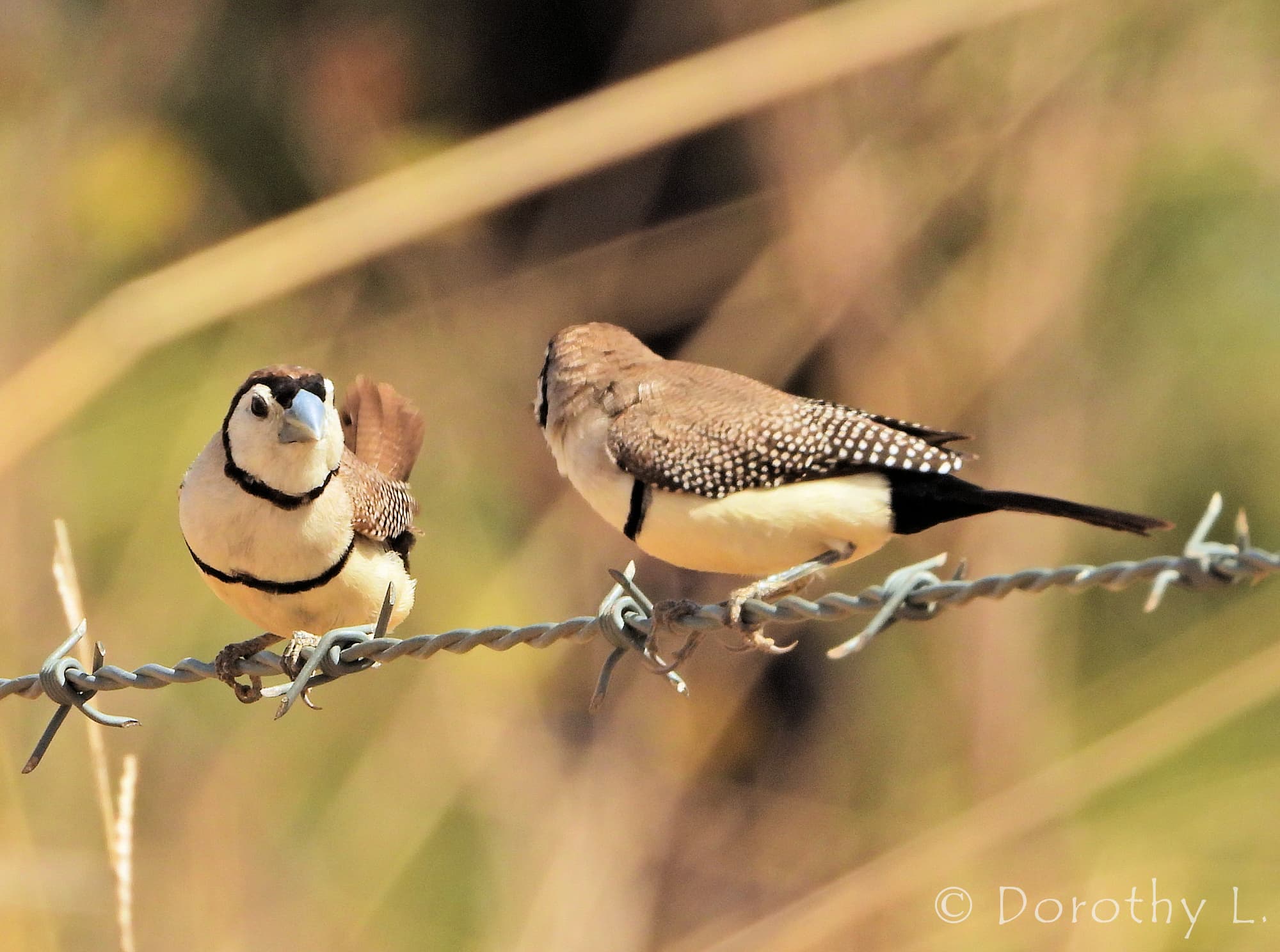 Double-barred Finch (Stizoptera bichenovii)