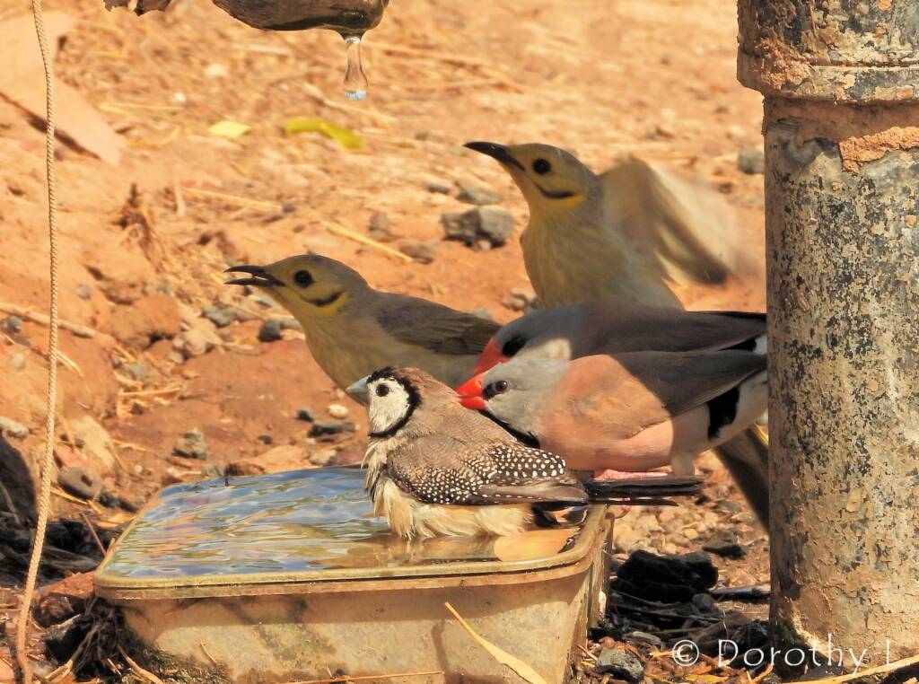 Double-barred Finch, Long-tail Finch and Yellow-tinted Honeyeater