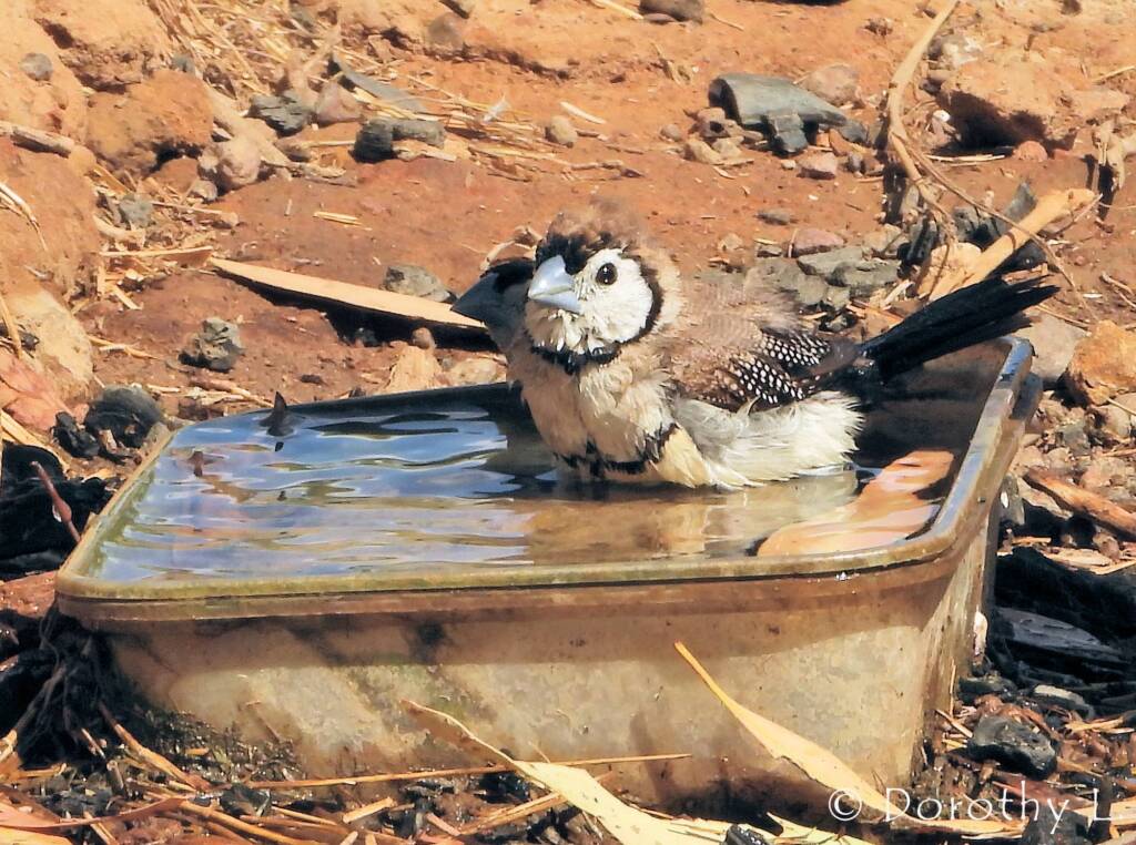 Double-barred Finch (Stizoptera bichenovii), south of Larrimah, NT