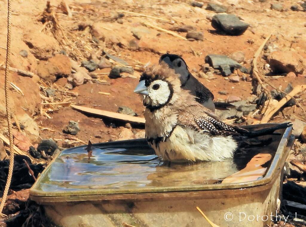 Double-barred Finch (Stizoptera bichenovii), south of Larrimah, NT
