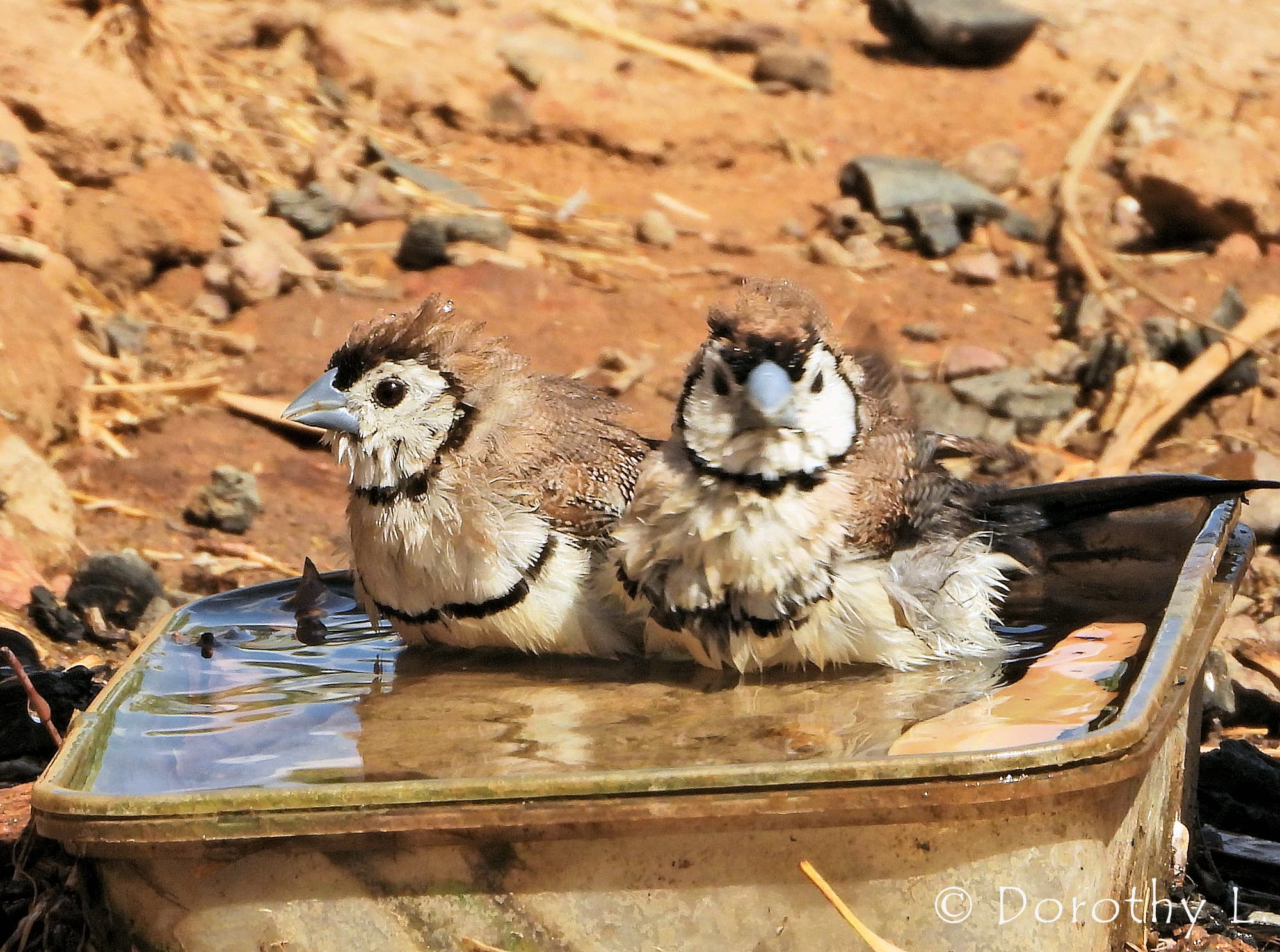 Double-barred Finch (Stizoptera bichenovii), south of Larrimah, NT