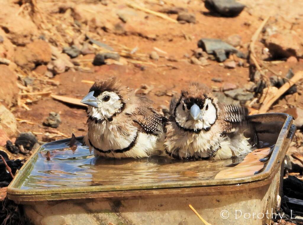 Double-barred Finch (Stizoptera bichenovii), south of Larrimah, NT