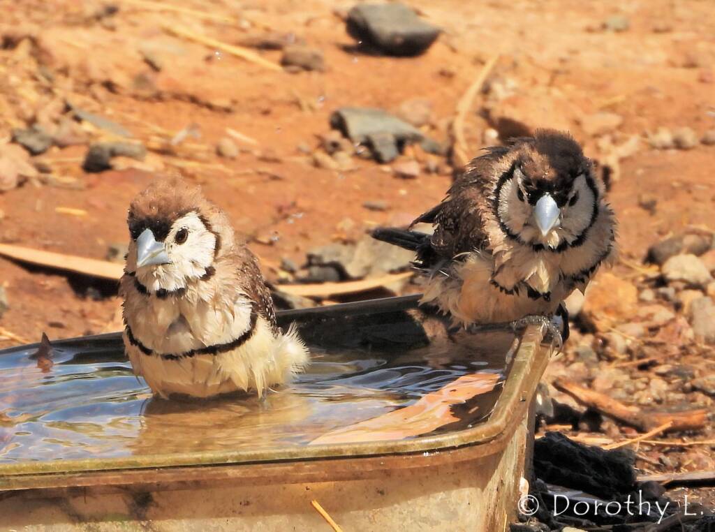 Double-barred Finch (Stizoptera bichenovii), south of Larrimah, NT