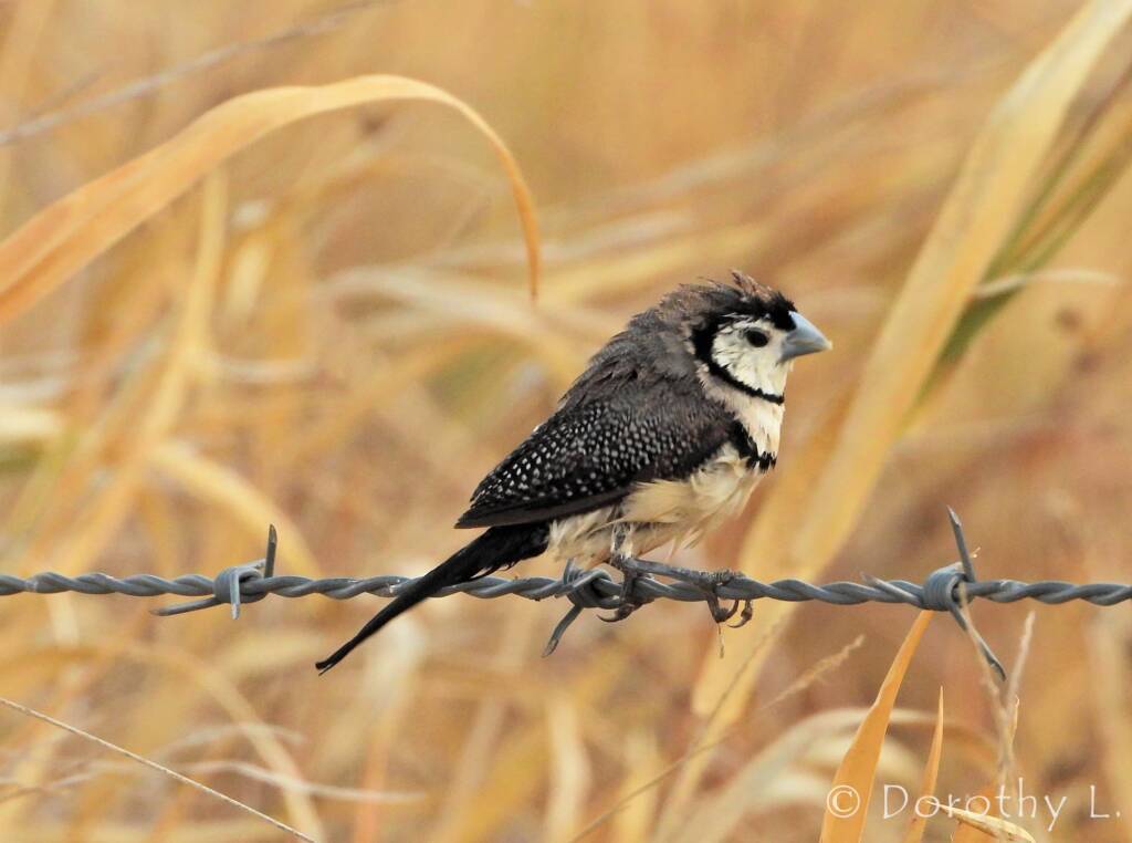 Double-barred Finch (Stizoptera bichenovii)