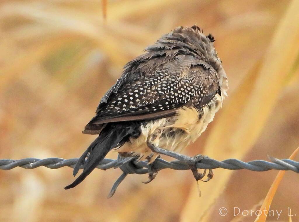 Double-barred Finch (Stizoptera bichenovii)