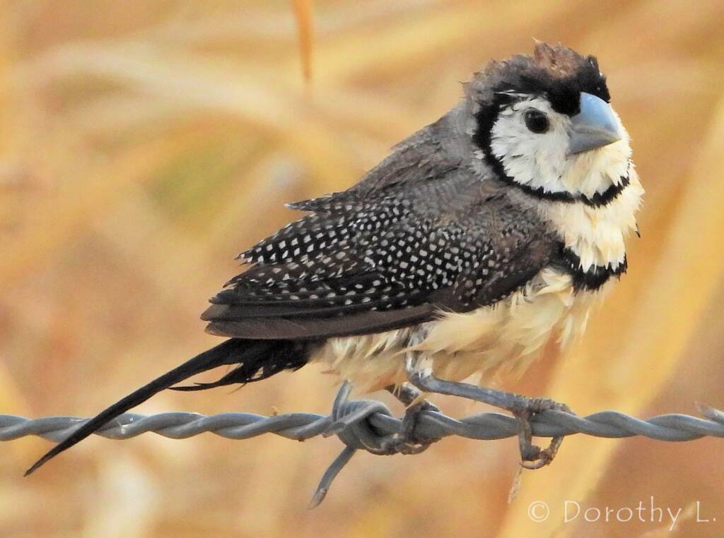 Double-barred Finch (Stizoptera bichenovii)
