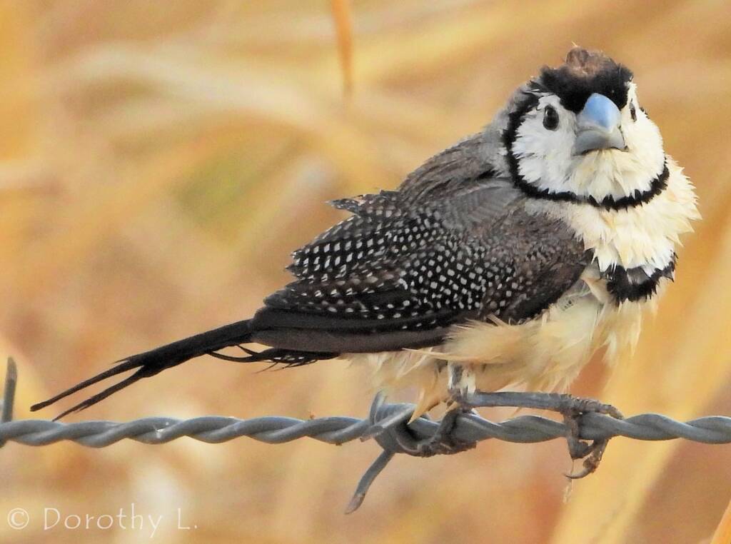 Double-barred Finch (Stizoptera bichenovii)
