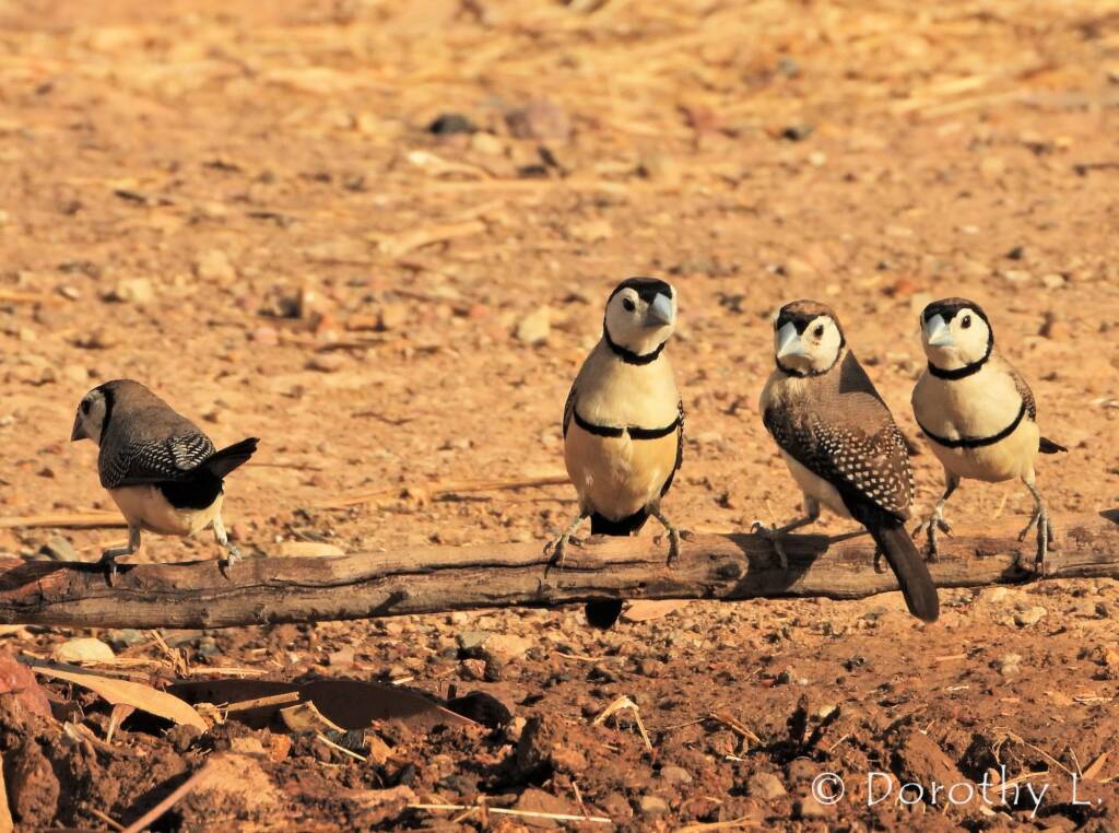 Double-barred Finch (Stizoptera bichenovii)
