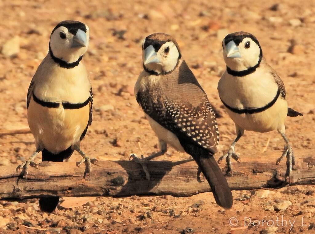 Double-barred Finch (Stizoptera bichenovii)