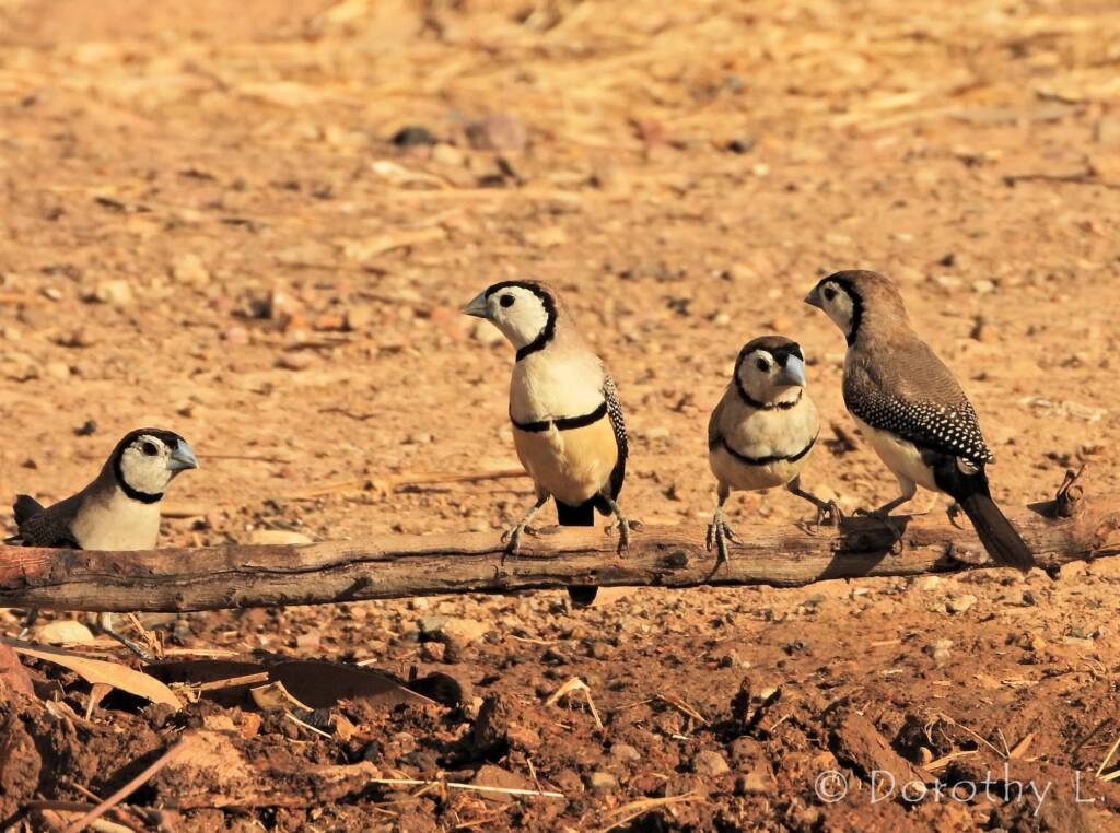 Double-barred Finch (Stizoptera bichenovii)