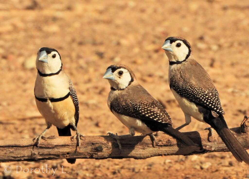 Double-barred Finch (Stizoptera bichenovii)