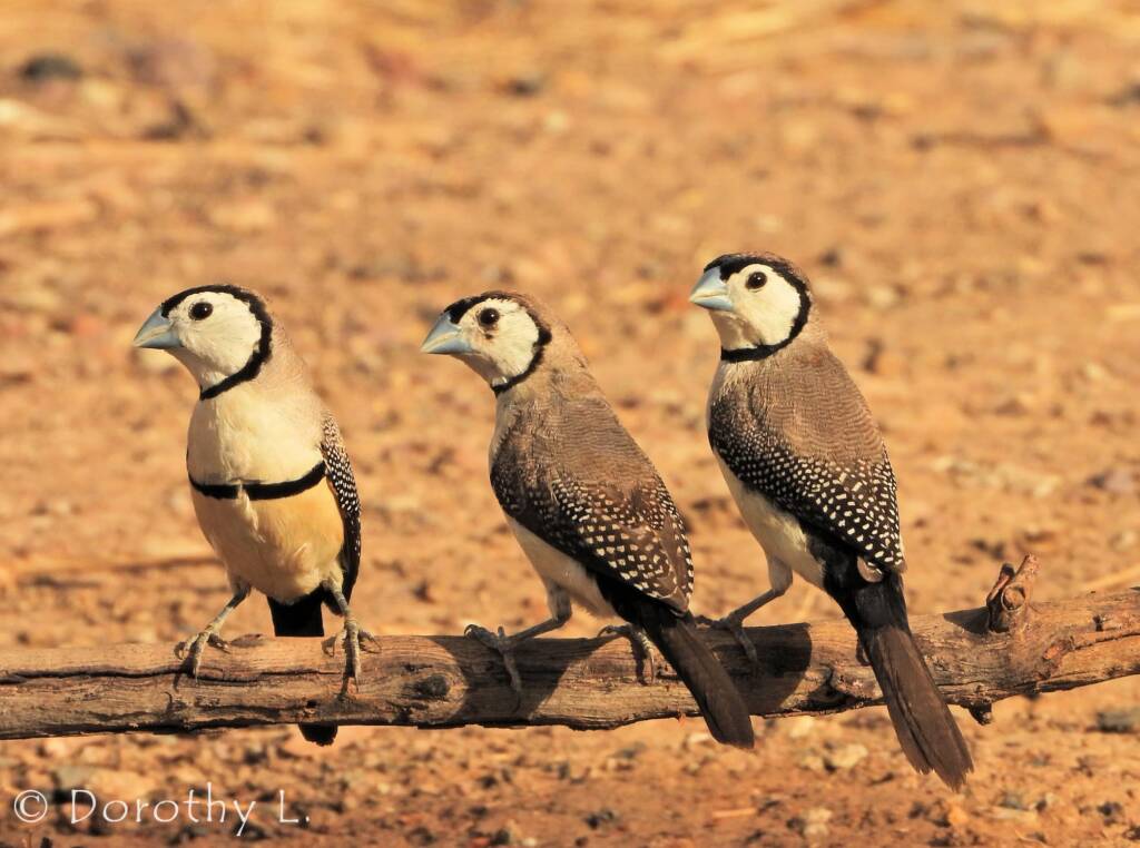Double-barred Finch (Stizoptera bichenovii)