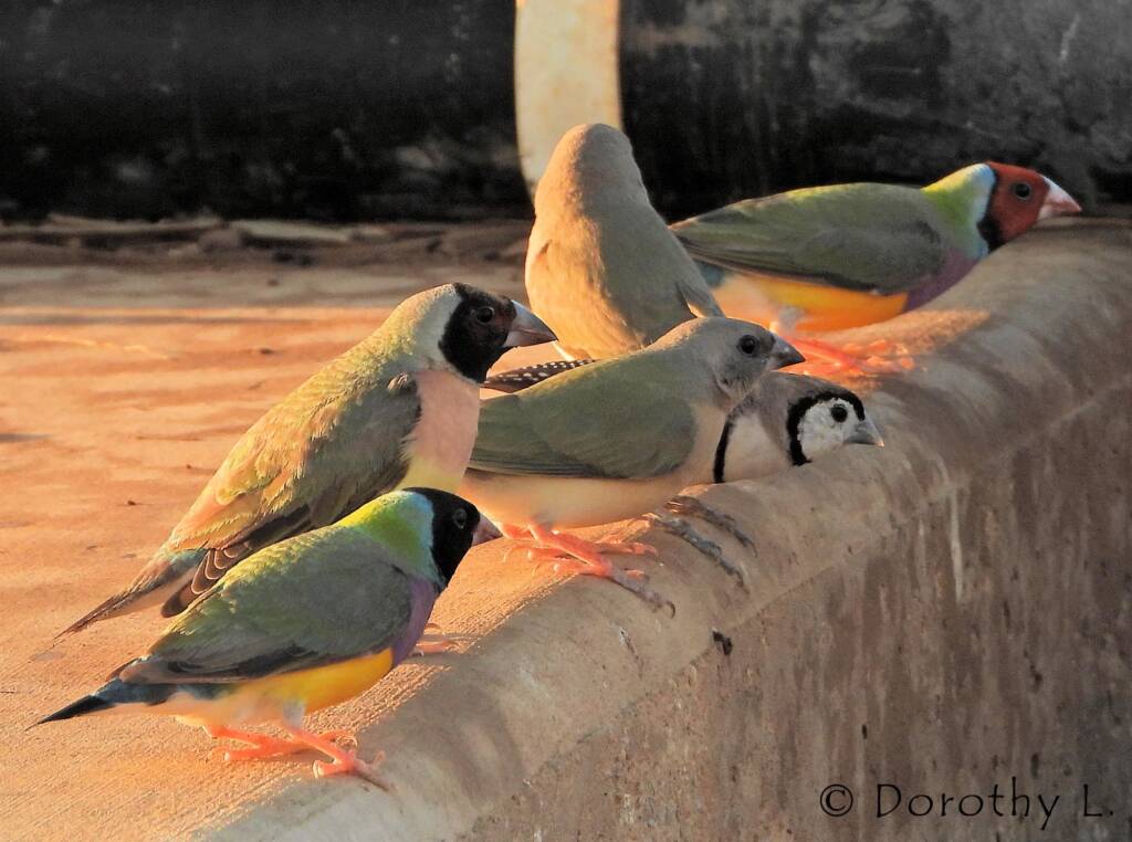 Gouldian Finches (Chloebia gouldiae) with Double-barred Finch (Stizoptera bichenovii)